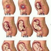 14周胎儿的位置（14周胎儿的位置在腹部哪里）