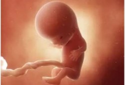 11周胎儿图片（11周胎儿图片真实）
