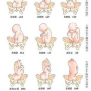 24周胎儿有多大（24周胎儿头位还会变吗？胎儿绕颈，可以顺产吗）