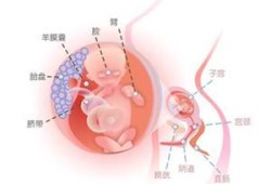 14周胎儿的位置（14周胎儿的位置在腹部哪里）
