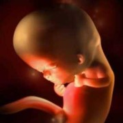 怀孕15周胎儿有多大，怀孕15周的注意事项,怀孕15周胎儿有多大