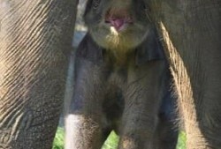 大象怀胎几个月,大象怀孕期间是几个月