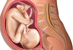 怀孕七个月胎儿头在哪里呢？应该在哪个位置,怀孕七个月女胎儿图片