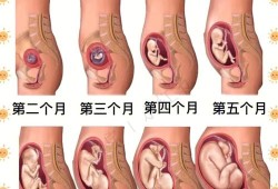 胎儿每个月（胎儿每个月发育过程图）