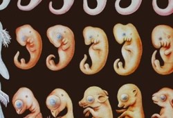 胎死腹中的词语解释,胎儿为什么会死在腹中对胎儿影响