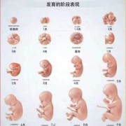 怀孕13周胎儿有多大?正常值应该是怎么样的呢?孕妇要如何补充营养,孕13周胎儿发育情况图片