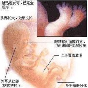怀孕12周胎儿多大（宝宝十二个月发育标准，身高体重应该达到什么水平）