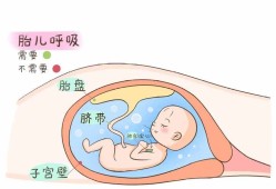 宝宝出生前是怎么呼吸的,胎儿在母体内怎么呼吸的