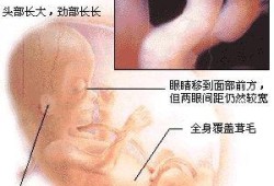 胎儿十五周发育图（孕17周2天，B超15周4天，偏小近两周怎么办）