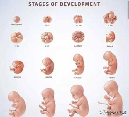 六个月胎儿有多大（半岁是多大）  第3张
