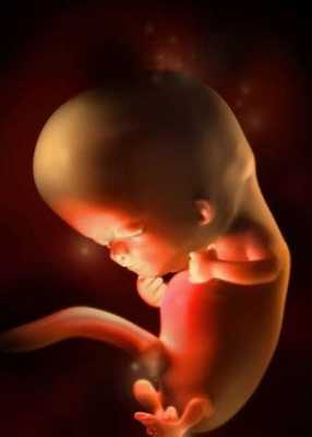 怀孕15周胎儿有多大，怀孕15周的注意事项,怀孕15周胎儿有多大  第2张