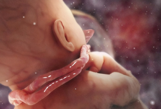 24周胎儿有多大（24周胎儿头位还会变吗？胎儿绕颈，可以顺产吗）  第2张