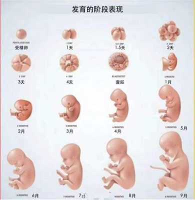 怀孕十周胎儿大小正常值应该是多少呢,10周的胎儿有多大图片  第2张
