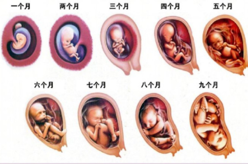 胎儿停止发育有什么症状（孕妇胎儿停止发育有什么症状）  第2张