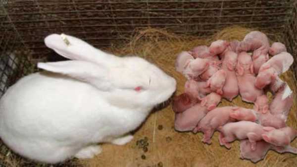 兔子孕期（兔子孕期多长时间生产）  第2张