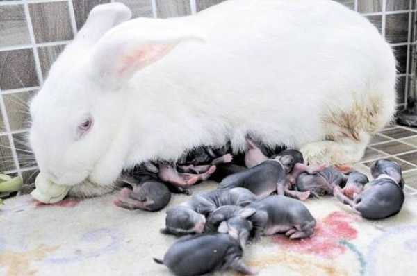 兔子孕期（兔子孕期多长时间生产）  第3张