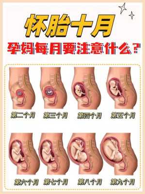 孕期第一个月（孕期第一个月有什么反应）  第3张