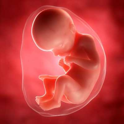 29周胎儿图片（29周胎儿图片真实）  第3张