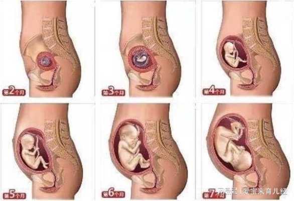 12周胎儿大小（怀孕12周，肚子多大，算正常）  第3张