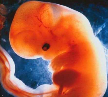 胎儿发育不好怎么办（怀孕9周胚胎停止发育怎么办，这样的情况胎儿还能救回来吗）  第2张