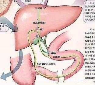 胎儿的肝（胎儿的肝脏什么时候形成）  第2张