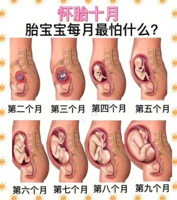 胎儿每个月（胎儿每个月发育过程图）  第1张