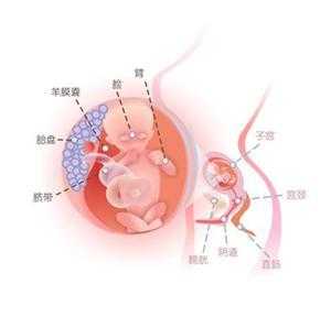 14周胎儿的位置（14周胎儿的位置在腹部哪里）  第1张