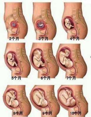 14周胎儿的位置（14周胎儿的位置在腹部哪里）  第2张