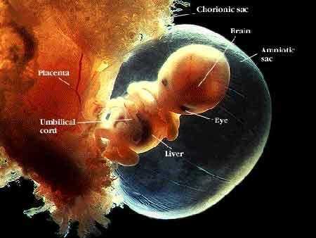 胎芽什么时候变成胎儿（胎芽是什么）  第3张