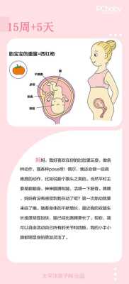怀孕15周胎儿有多大，怀孕15周的注意事项,十五周胎儿图片  第1张