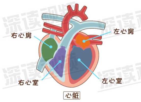 左心房增大严重吗,胎儿左心房偏大是什么原因  第3张