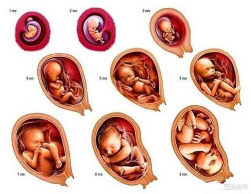 胎儿发育超前（什么超前）  第1张